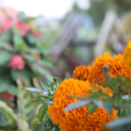 Mount Annapurna Guest House Kathmandu Luaran gambar